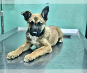 Mutt Dogs for adoption in San Diego, CA, USA