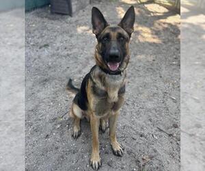 German Shepherd Dog Dogs for adoption in Palmetto, FL, USA