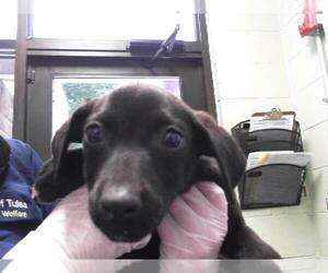 Labrador Retriever-Unknown Mix Dogs for adoption in Tulsa, OK, USA