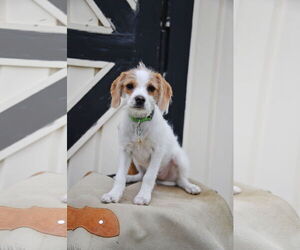 Mutt Dogs for adoption in Sandy, UT, USA