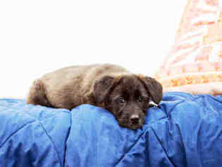 Australian Terrier Dogs for adoption in Hampton Bays, NY, USA