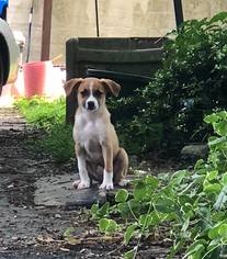 Sheprador Dogs for adoption in Munford, TN, USA
