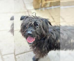 Tibetan Terrier Dogs for adoption in Santa Barbara, CA, USA