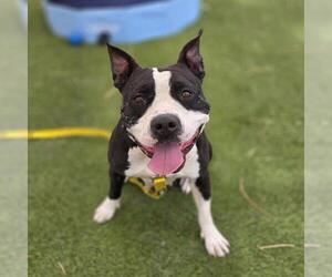 Boston Terrier-Unknown Mix Dogs for adoption in Las Vegas, NV, USA