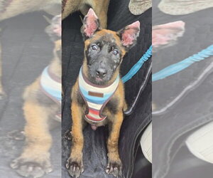 Mutt Dogs for adoption in Imlay City, MI, USA