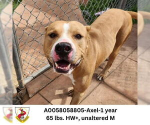 Mutt Dogs for adoption in columbia, SC, USA