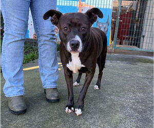 Mutt Dogs for adoption in Petaluma, CA, USA