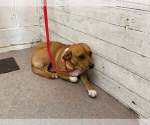 Chihuahua-Unknown Mix Dogs for adoption in San Bernardino, CA, USA