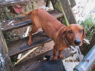 Redbone Coonhound Dogs for adoption in Rutherfordton, NC, USA