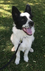 Border Collie Dogs for adoption in Penngrove, CA, USA