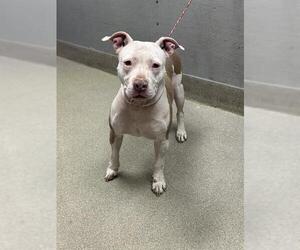 American Pit Bull Terrier-Unknown Mix Dogs for adoption in Las Vegas, NV, USA