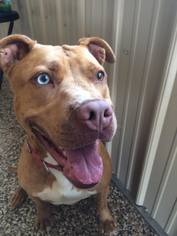 American Pit Bull Terrier-Unknown Mix Dogs for adoption in Buffalo, NY, USA