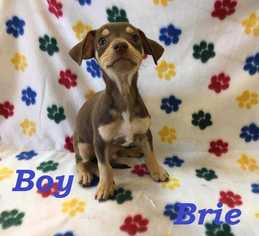 Chiweenie Dogs for adoption in Sylmar, CA, USA