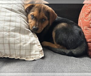 Border-Aussie Dogs for adoption in MIDWAY, UT, USA