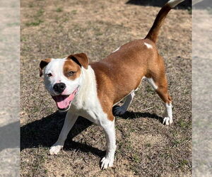 Mutt Dogs for adoption in Augusta, GA, USA
