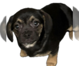 Puggle Dogs for adoption in Westwood, NJ, USA