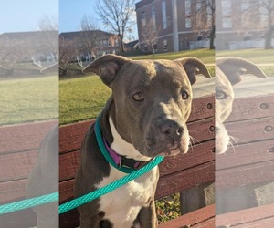 Mutt Dogs for adoption in Mechanicsburg, PA, USA