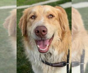 Aussie Pyrenees Dogs for adoption in Woodland, CA, USA