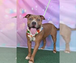 American Pit Bull Terrier Dogs for adoption in Bakersfield, CA, USA