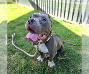 Staffordshire Bull Terrier-Unknown Mix Dogs for adoption in Long Beach, CA, USA