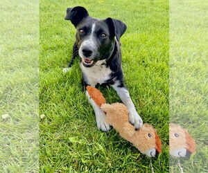 Mutt Dogs for adoption in Sandy, UT, USA