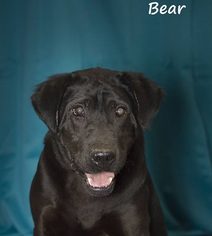 Medium Photo #1 Labrador Retriever Puppy For Sale in Beckley, WV, USA