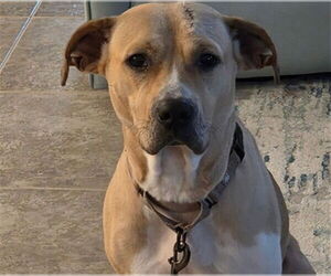 Labrador Retriever-Unknown Mix Dogs for adoption in Ocala, FL, USA