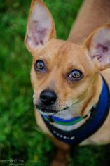 Chiweenie Dogs for adoption in Southeastern, PA, USA