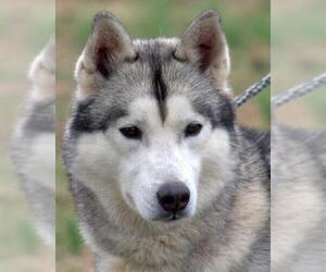 Siberian Husky Dogs for adoption in Sparta, TN, USA