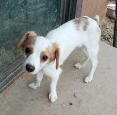 Medium Photo #1 Mutt Puppy For Sale in Tucson, AZ, USA