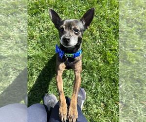 Miniature Pinscher-Unknown Mix Dogs for adoption in Arlington, VA, USA