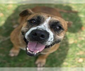 Staffordshire Bull Terrier-Unknown Mix Dogs for adoption in Texas City, TX, USA