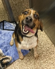 Beagle Dogs for adoption in Martinsburg, WV, USA