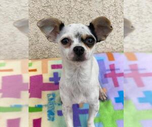 Rat-Cha Dogs for adoption in Los Banos, CA, USA