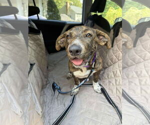 American Pit Bull Terrier-Unknown Mix Dogs for adoption in Derwood, MD, USA