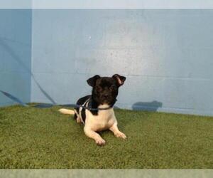 Chug Dogs for adoption in Orlando, FL, USA