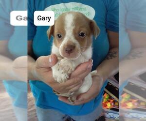 Rat-Cha Dogs for adoption in Saugatuck, MI, USA
