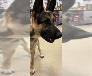 German Shepherd Dog-Unknown Mix Dogs for adoption in Plano, TX, USA