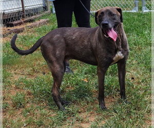 Labrador Retriever-Unknown Mix Dogs for adoption in Wetumpka, AL, USA