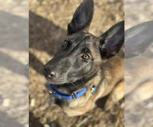 Mutt Dogs for adoption in Stevens Point, WI, USA