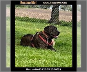 Bullmasador Dogs for adoption in Benton, PA, USA