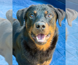 Rottweiler Dogs for adoption in Hillsboro, NH, USA