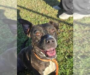 Boxer-Unknown Mix Dogs for adoption in Louisville, KY, USA