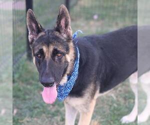 German Shepherd Dog-Unknown Mix Dogs for adoption in San Antonio, TX, USA