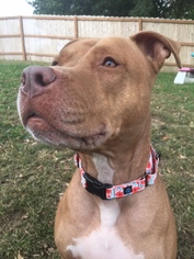 American Staffordshire Terrier-Unknown Mix Dogs for adoption in Northfield, MN, USA