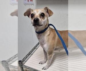 Chihuahua Dogs for adoption in Bakersfield, CA, USA