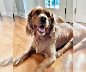 Spanador Dogs for adoption in Arlington, VA, USA