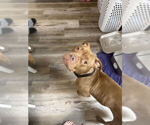 Mutt Dogs for adoption in Ogden, UT, USA