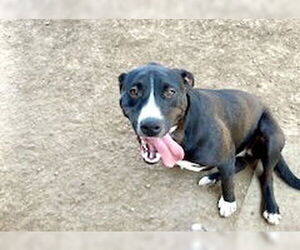 American Pit Bull Terrier Dogs for adoption in Pampa, TX, USA