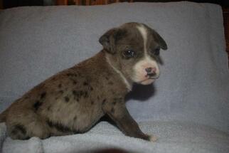 Medium Photo #1 Australian Shepherd-Catahoula Leopard Dog Mix Puppy For Sale in Nashville, TN, USA